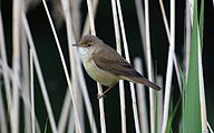 Marsh Warbler (Acrocephalus palustris)